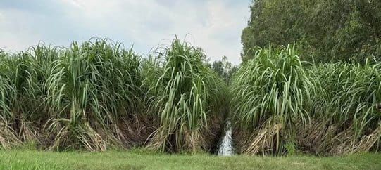 Farmers will be able to register their objections on sugarcane committees from September 11