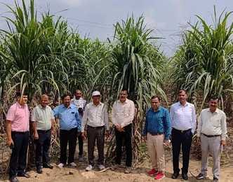 Sugarcane crop was inspected to give information about pests and diseases