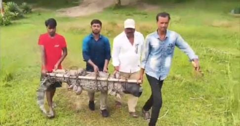 Crocodile seen in pond, released in Darjiniya pond