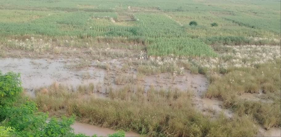 Crops destroyed due to waterlogging in fields, farmers worried