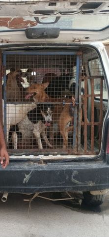 Municipal corporation caught 8 dogs