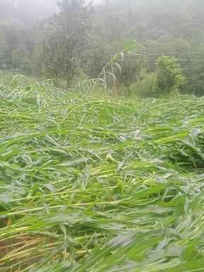 राजोरी के ख्वास मे मक्का की ख़डी फलस को पहुंचा भारी नुकसान फोटो