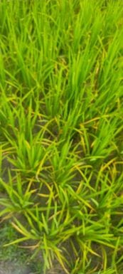 Rice crop is turning yellow in Sihunta, farmers are worried