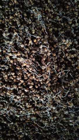 Freight dispute deepened in Takarla Mandi, corn started rotting