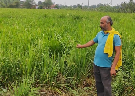 Khaira disease in paddy, zinc missing from seed stores