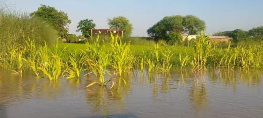 Saryu reached 13 cm below the danger mark
