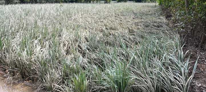 Floods in Bisalpur area cause loss of crores, Revenue Department begins survey