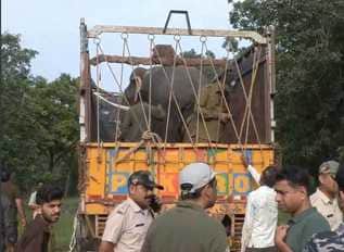 The wild elephant living in Kanha was returned to Bandhavgarh