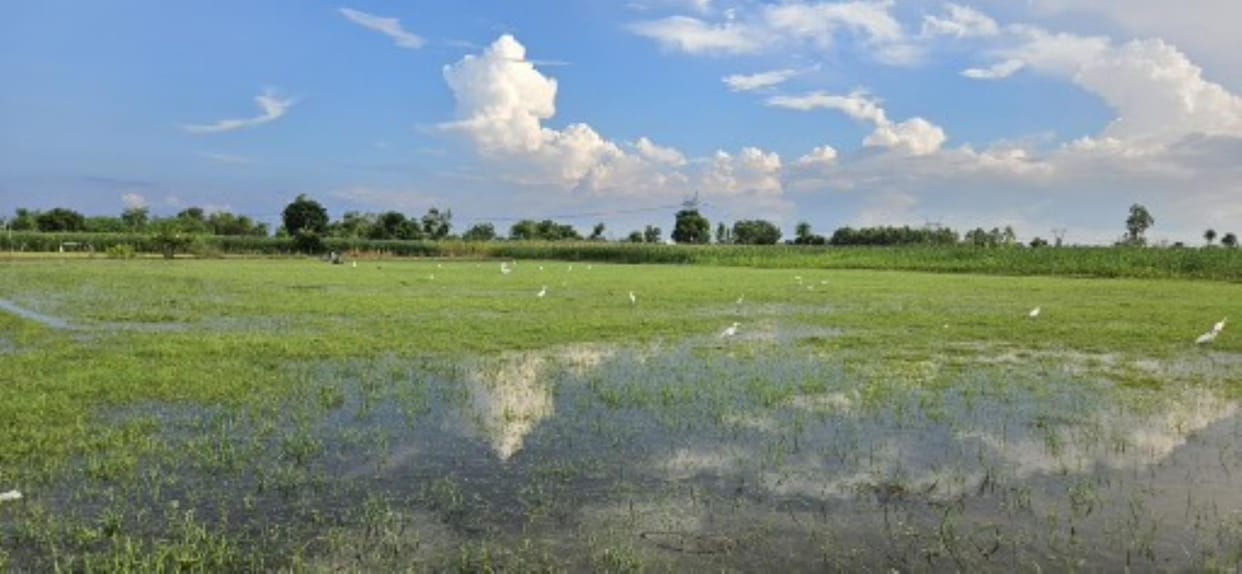 Ganga's water level decreased, huge damage to crops