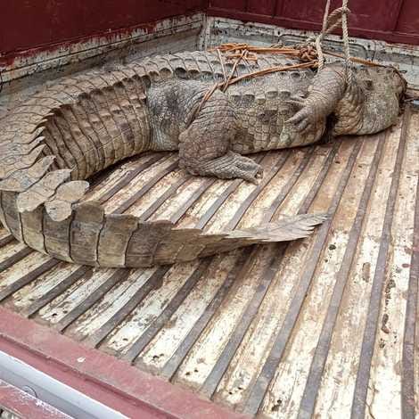 Crocodile came in paddy field, forest department team released it in Sirsi reservoir