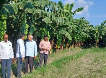The fame of bananas grown in the district reaches Delhi, Hisar and Haldwani