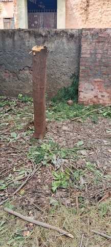 Trees were cut in the school without permission, DEO ordered an inquiry