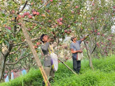 Gardeners are busy plucking fruits after the weather clears up, but closed roads pose a challenge