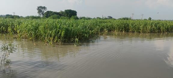 Crop submerged in flood, now land will be submerged in debt