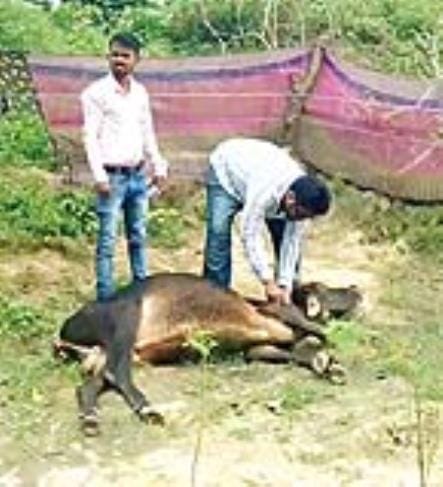 Every month 2400 animals are treated by calling on toll free number