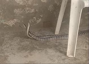The pair of snakes became a curiosity for people
