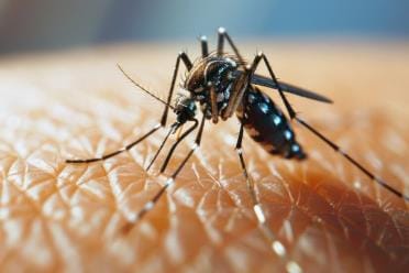Dengue controlled, malaria uncontrolled in the city