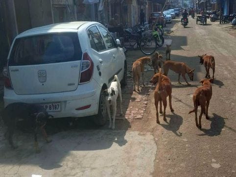 Stray dogs will become a challenge for the municipality, a doctor is being searched for