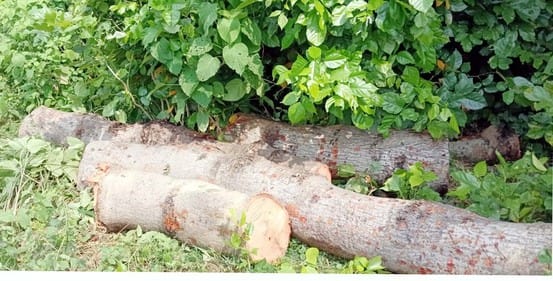 Two silk cotton trees were cut from the track of Sharda canal, the accused were released