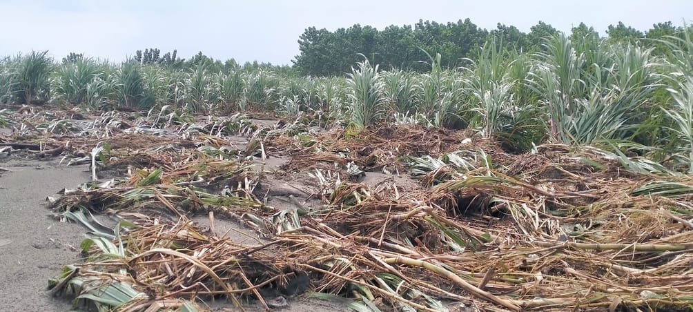 For the first time I saw such a rapid erosion, crops lying amidst the sand