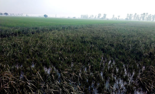 Thousands of acres of standing crops were destroyed in Guhla-Chikka area