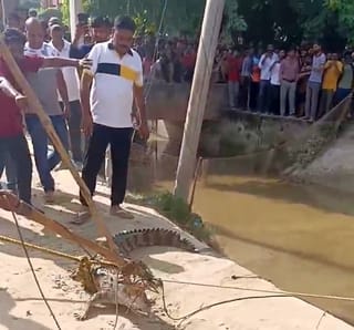 Crocodile reached the canal due to Garra flood, forest department caught it