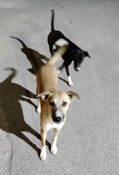 3,000 stray dogs in Bahadurgarh to be neutered; municipal council issues tender again