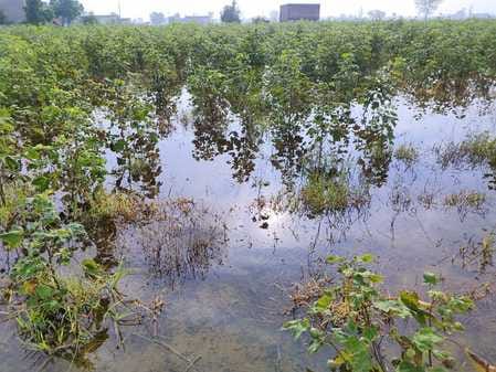 Clouds of crisis loom over mustard sowing