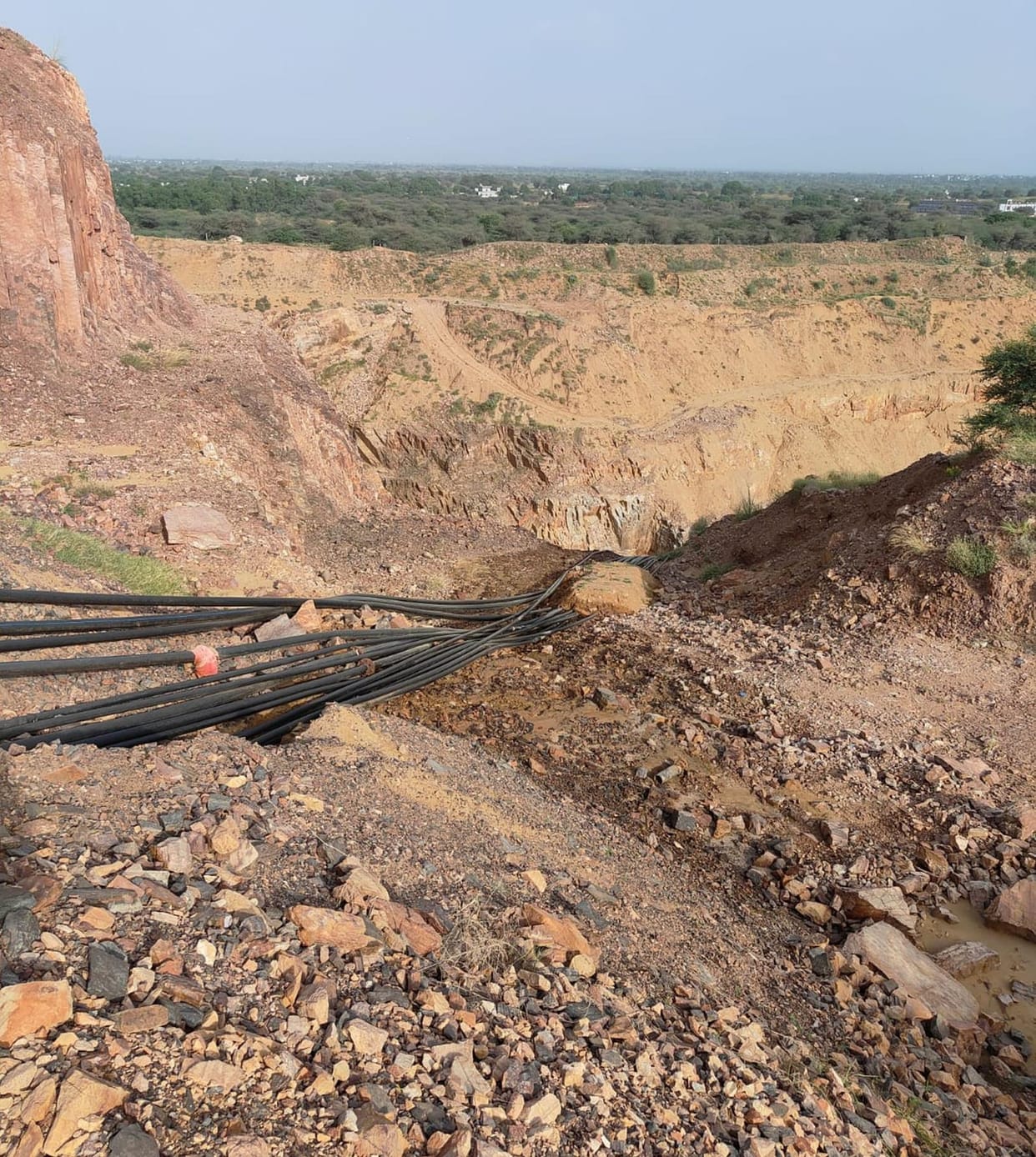 mining company ruined 1293 trees