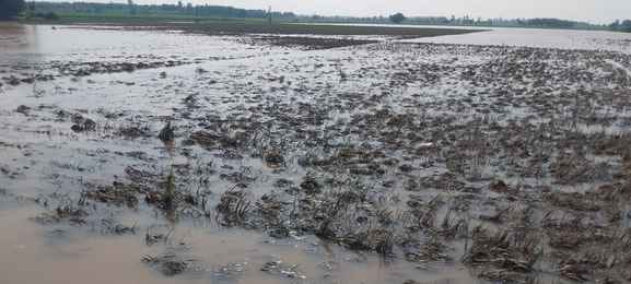 The flood in Markanda subsided after 39495 acres of crops were destroyed