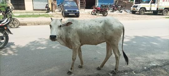 threat of Lumpi virus increased in Balrampur Animal Husbandry Department banned movement of outside animals