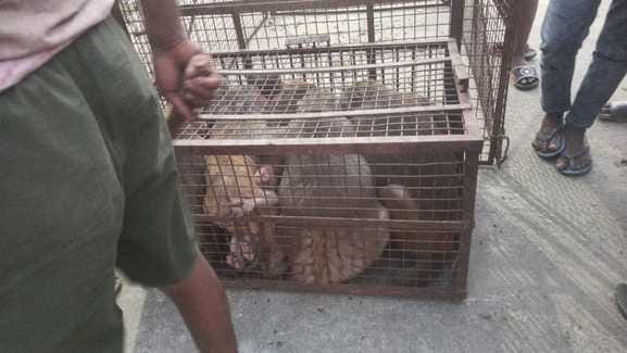 80 monkeys caught from Kotla Road Mandi premises