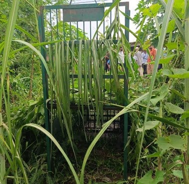 There is movement in the area, the leopard is not reaching the cage