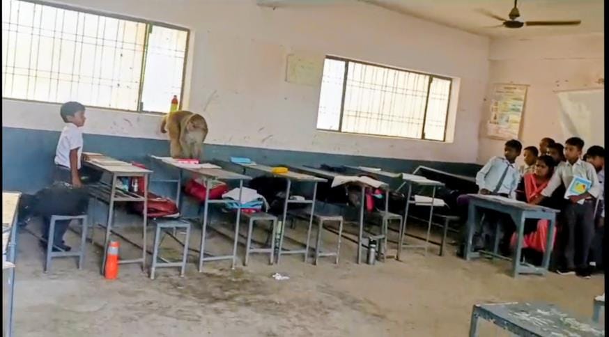 Monkeys terrorize school, children terrified