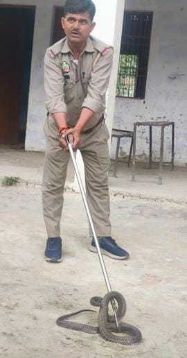 Students screamed after seeing a snake in the school