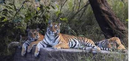 Tigers roaming in Tiger Reserve without collar ID