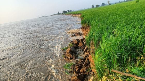 Erosion continues in Pabnera, vegetable crops are damaged, paddy is also on the verge of destruction