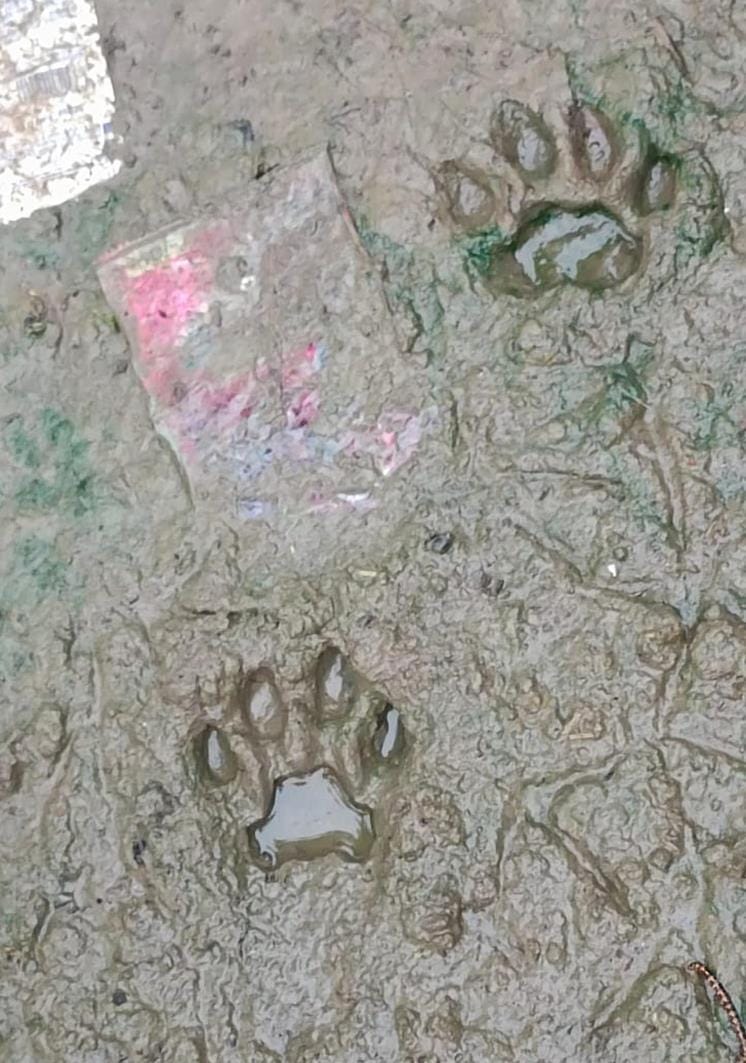 Leopard hunted pet dog