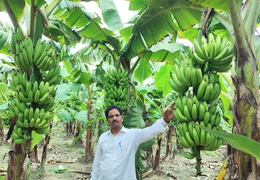 Bananas are being sold at very low prices, not even recovering the cost