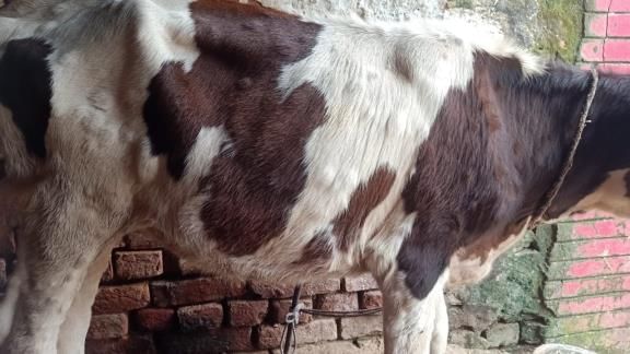 लंपी बीमारी से ग्रसित गाय।