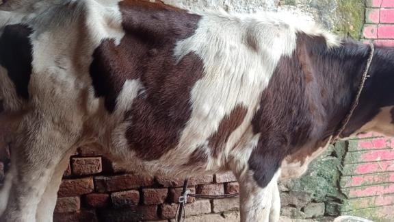 Varanasi News 36 Thousand Lumpy Vaccines Arrived In Varanasi 25 More ...