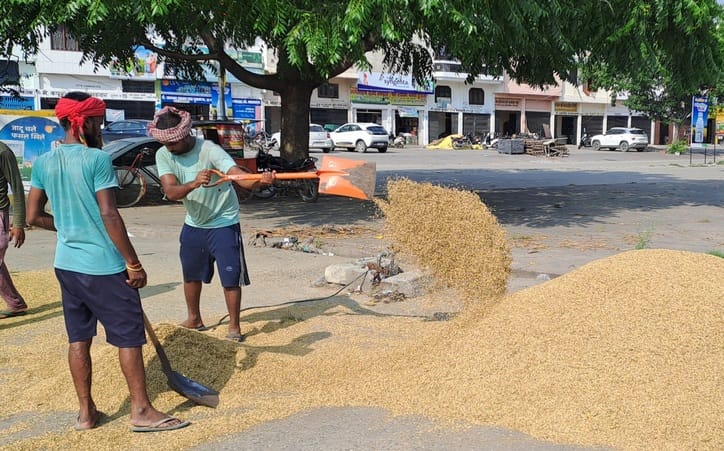 Arrival of paddy has started in Samalkha Mandi, 180 quintals have arrived so far