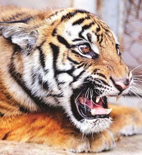 Tiger seen with two cubs increased panic