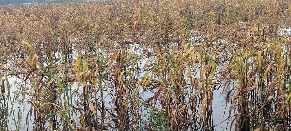 Farmers' dreams submerged in waterlogging