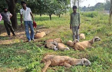 Uncontrolled truck crushed sheep, 11 killed and eight injured