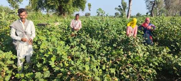 With the sun shining, farmers are busy saving their Kharif crops