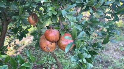 Pomegranate crop rotted in the gardens in Snor Valley