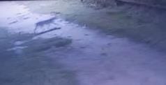 Wild animal seen in Kaptanganj, panic