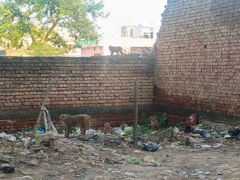 Even after spending 31 lakh rupees, monkeys' nuisance did not stop