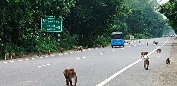 Now a bike rider gets injured after colliding with a monkey